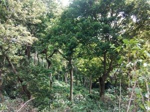 What is Shade-Grown Coffee?