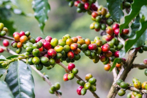 What The Heck Is Cascara?